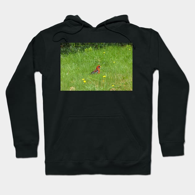 Crimson Rosella Collecting Dandelion Hoodie by KaSaPo